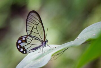 Butterfly with see-through wings on the leaf