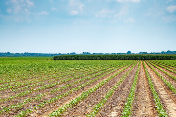 Spring Planting in North Louisiana