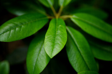 Fresh leaves