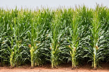 Obraz premium Cornfield in North Louisiana Closeup