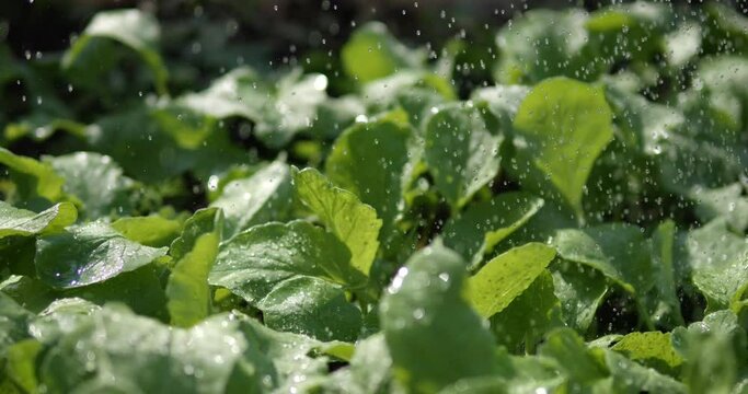 Water the garden plants, salads and greens in the garden with drops of water. Young leaves of spinach and arugula.