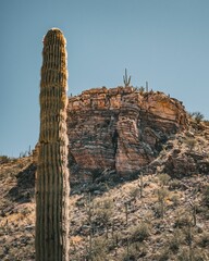 Vertical shot of a cactus with a cliff and blue sky in the background at a desert in Tucson