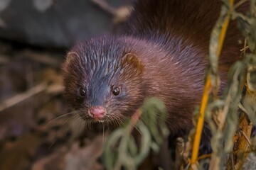 Selective focus shot of American mink (Nogales vision)