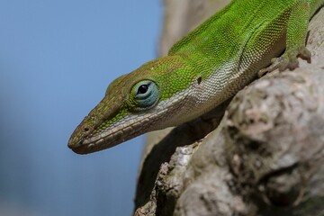 Closeup shot of green anole (Anolis carolinensis)