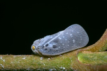 Closeup shot of a gray Citrus flatid planthopper standing on a green stem, with a black background