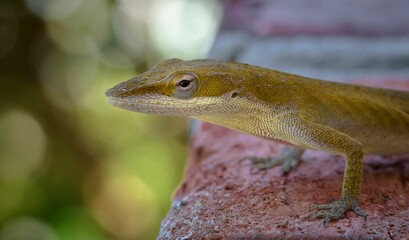 Closeup shot of a Carolina Anole with a blurred background