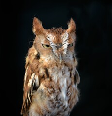 Vertical shot of a Screech Owl on a black background