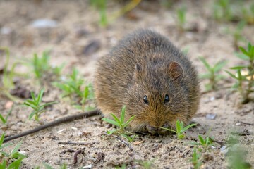 Closeup shot of a Marsh Rat