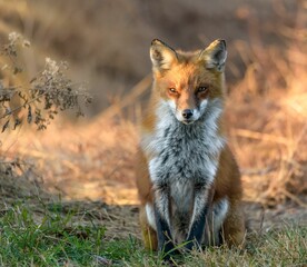 Selective focus shot of a Red Fox in the forest