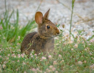 Closeup shot of a Marsh Rabbit on the ground