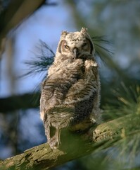 Vertical shot of a Great Horned Owl sitting on a tree limb