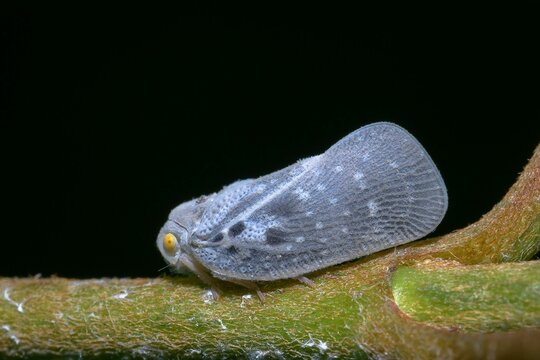 Closeup shot of a gray Citrus flatid planthopper standing on a green stem, with a black background