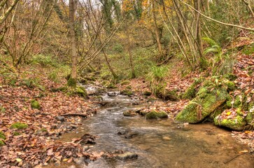 Woodland Stream Shropshire