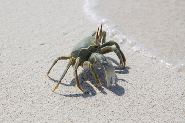 sea crab
