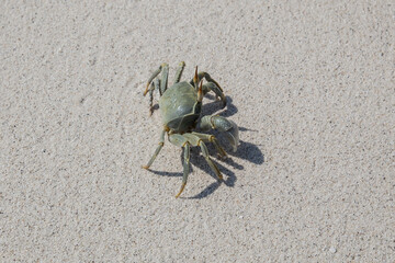 crab on a beach