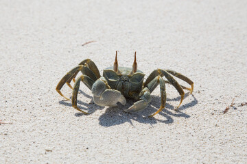 marine animal on a beach
