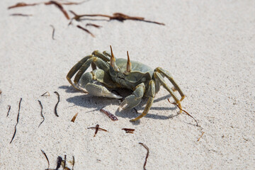 crab on a sandy beach in maldives