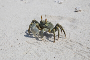 crab on a beach