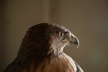 Closeup of a red-tailed hawk, Buteo jamaicensis.