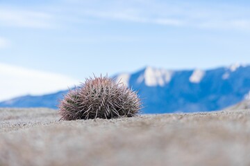 Closeup of Ferocactus viridescens, San Diego barrel cactus.