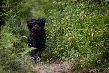 Fototapeta premium Closeup of a black dog surrounded by green vegetation.