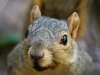 Peanut the fox squirrel