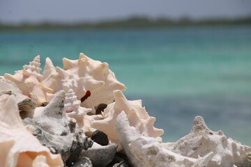 Fototapeta na wymiar Beautiful shot of the Caribbean Sea during the day in Bonaire