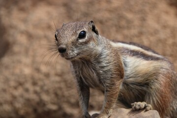 Closeup shot of a squirrel isolated on a blurred background in Fuerteventura