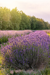 Naklejka na ściany i meble Vertical shot of a lavender plant in summer