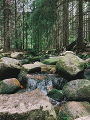Vertical shot of a small water cascade in the woods