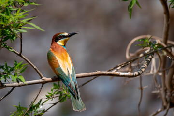 A multicolored European bee-eater resting on a chaste tree branch near its nest. Merops apiastrer....