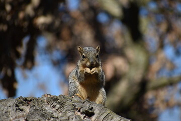 squirrel on the tree