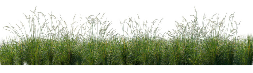 Field of Prairie dropseed Sporobolus heterolepis grass isolated png on a transparent background perfectly cutout high resolution frontal