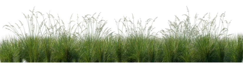 Foto op Plexiglas Field of Prairie dropseed Sporobolus heterolepis grass isolated png on a transparent background perfectly cutout high resolution frontal © Roman
