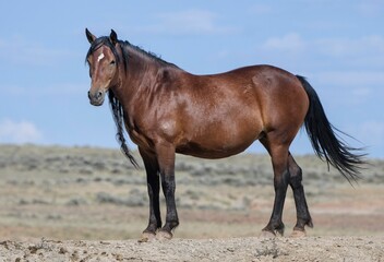Naklejka premium Mustang horse standing on grass farm under blue sky in McCullough Peaks Area in Cody, Wyoming