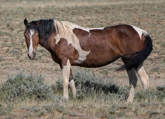 Fototapeta premium Fluffy brown Mustang horse standing on grass farm in McCullough Peaks Area in Cody, Wyoming