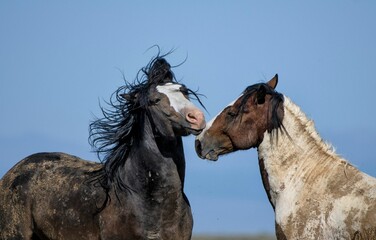 Wild horses hugging in McCullough Peaks Area in cody, Wyoming with blue sky