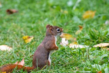 Naklejka na ściany i meble Beautiful closeup of a small squirrel on a grass