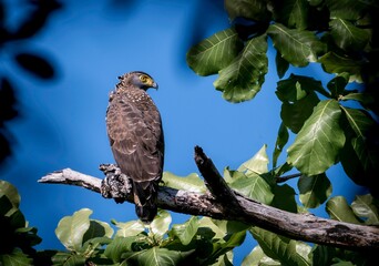 Stoic  Serpent Eagle