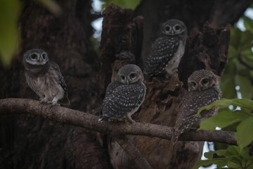 Closeup view of a parliament of spotted owlets on a tree branch outdoors