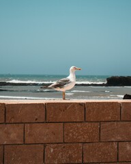 Vertical closeup shot of a seagull standing on a brick wall against the wavy sea
