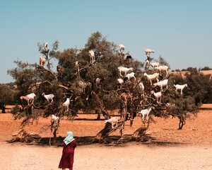Scenic shot of white goats on an argan tree and a female looking at the view in Morocco