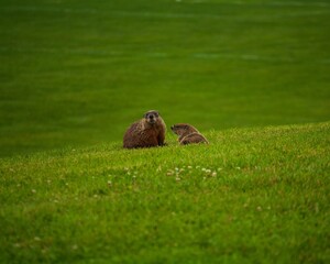 Selective focus shot of marmots in the field at daytime