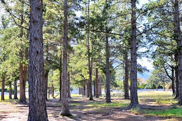 beautiful trees in a park