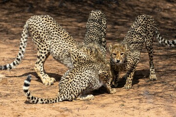 Coalition of cheetahs devouring their prey on a field in Marataba, South Africa