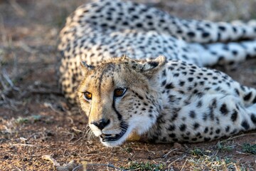 Cheetah alertly lying on the ground in Marataba, South Africa