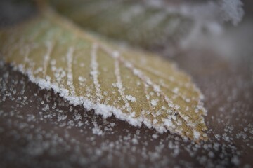 Closeup shot of a green leaf covered with snow