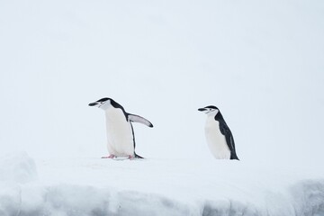 Close-up shot of penguins in icy Antarcticav
