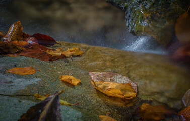Obraz premium A beautiful closeup at water in jena at rautal autumn