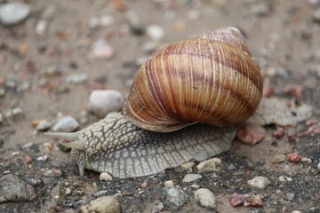 Closeup of adorable Burgundy snail on the ground